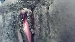 Снимает крупным планом как негритянка дрочит заросшую пизду
